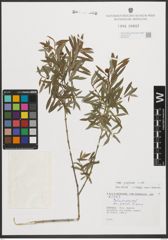 Foto von Salix purpurea L.